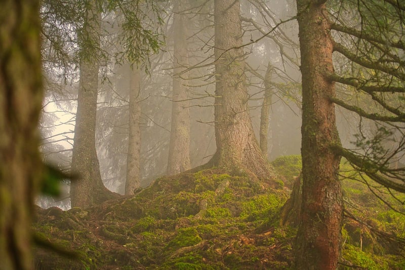 Campground in the forest